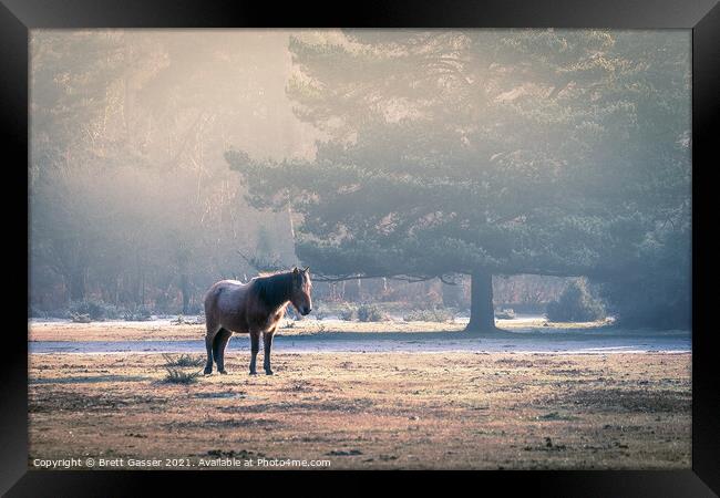 Lonely Pony Framed Print by Brett Gasser