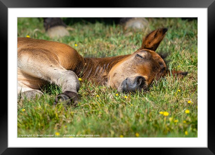 Sleeping New Forest Pony Framed Mounted Print by Brett Gasser