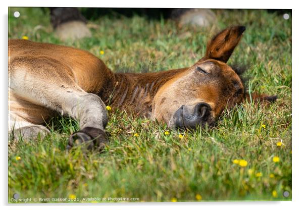 Sleeping New Forest Pony Acrylic by Brett Gasser