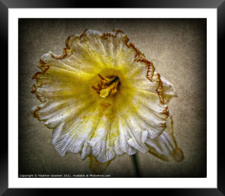 Fading Narcissi's Framed Mounted Print by Heather Goodwin