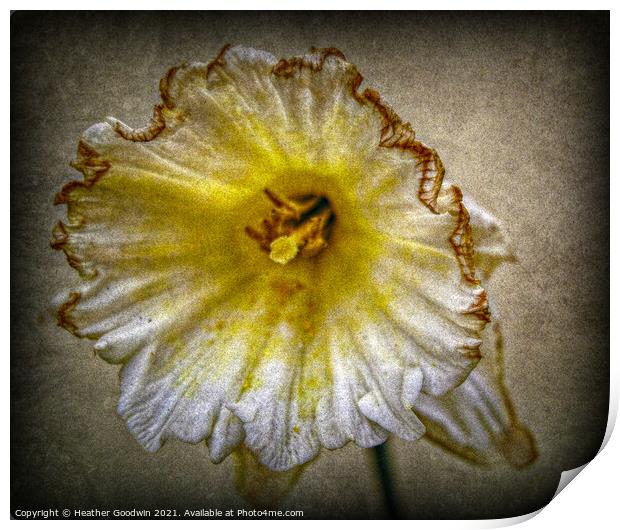 Fading Narcissi's Print by Heather Goodwin