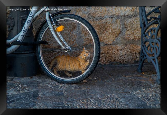 Ginger Kitten's Bike Adventure Framed Print by Ron Ella