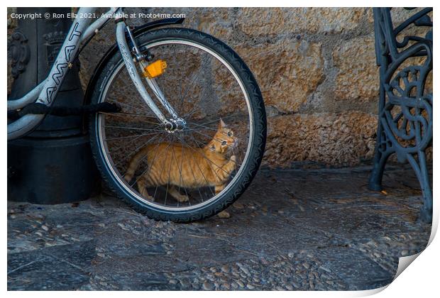Ginger Kitten's Bike Adventure Print by Ron Ella