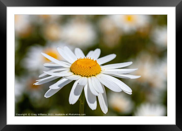 Oxeye Daisies Framed Mounted Print by Craig Williams