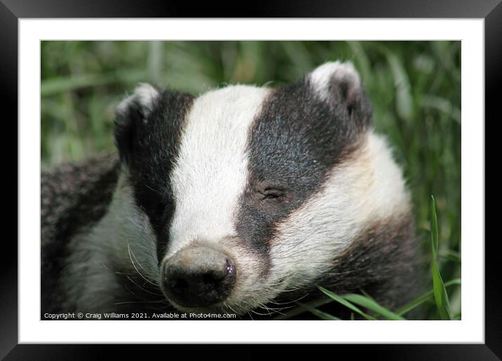 The Curious Badger Framed Mounted Print by Craig Williams