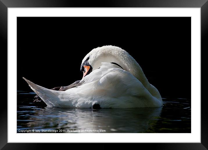 Morning Swan Framed Mounted Print by Izzy Standbridge