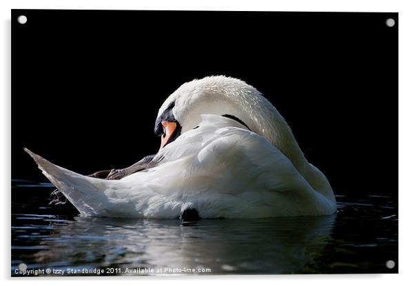 Morning Swan Acrylic by Izzy Standbridge