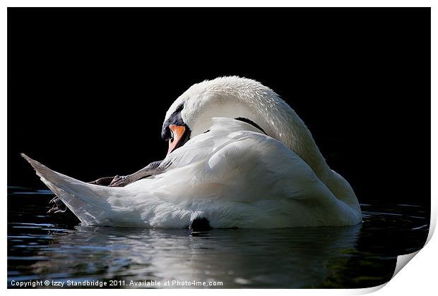 Morning Swan Print by Izzy Standbridge