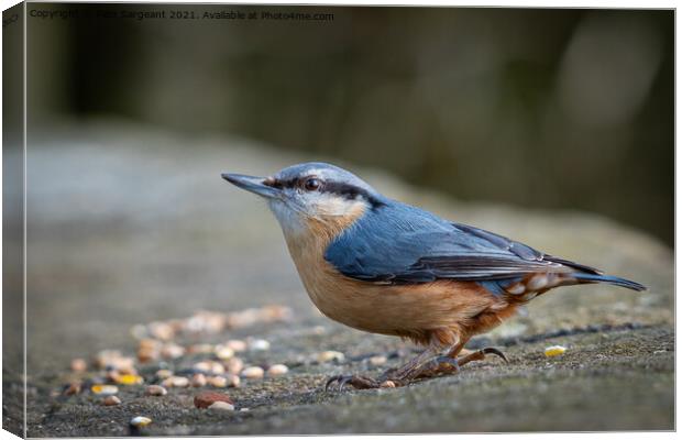 Nuthatch Canvas Print by Pam Sargeant