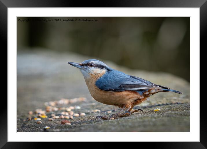 Nuthatch Framed Mounted Print by Pam Sargeant