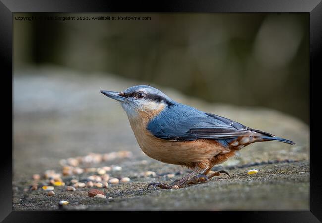 Nuthatch Framed Print by Pam Sargeant