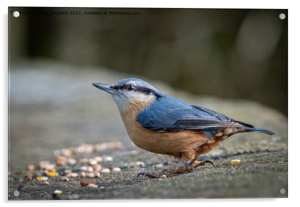 Nuthatch Acrylic by Pam Sargeant