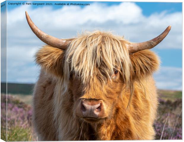 Highland Cow in the Peak District Canvas Print by Pam Sargeant