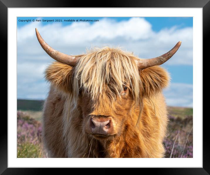 Highland Cow in the Peak District Framed Mounted Print by Pam Sargeant