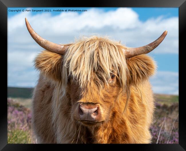 Highland Cow in the Peak District Framed Print by Pam Sargeant