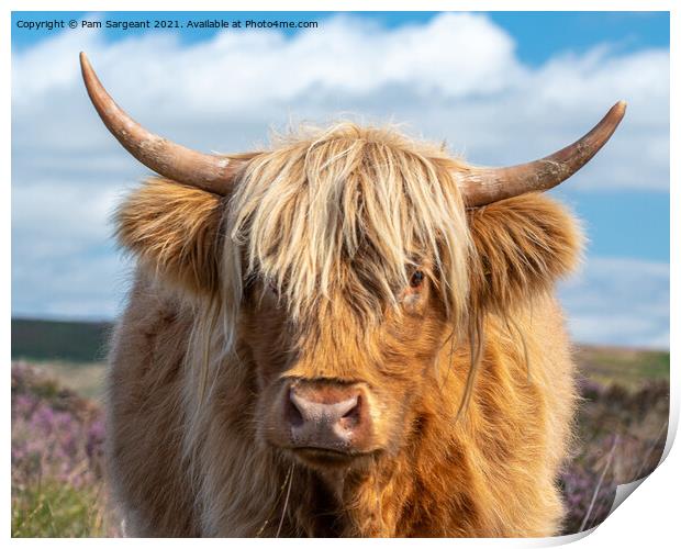 Highland Cow in the Peak District Print by Pam Sargeant