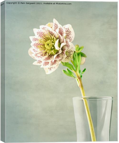Hellebore Canvas Print by Pam Sargeant