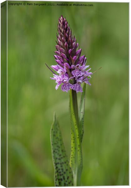 Marsh Orchid Canvas Print by Pam Sargeant