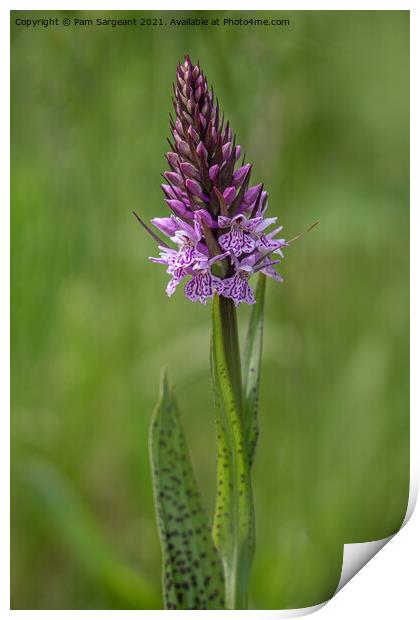 Marsh Orchid Print by Pam Sargeant