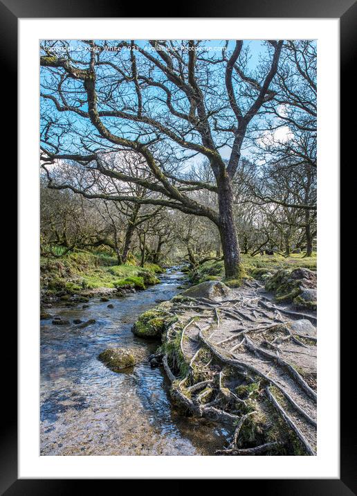 Tree roots beside stream at Burrator reservoir Framed Mounted Print by Kevin White