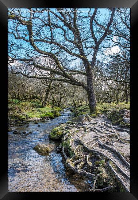 Tree roots beside stream at Burrator reservoir Framed Print by Kevin White