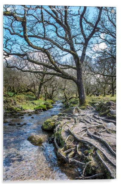 Tree roots beside stream at Burrator reservoir Acrylic by Kevin White