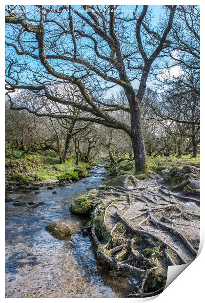 Tree roots beside stream at Burrator reservoir Print by Kevin White