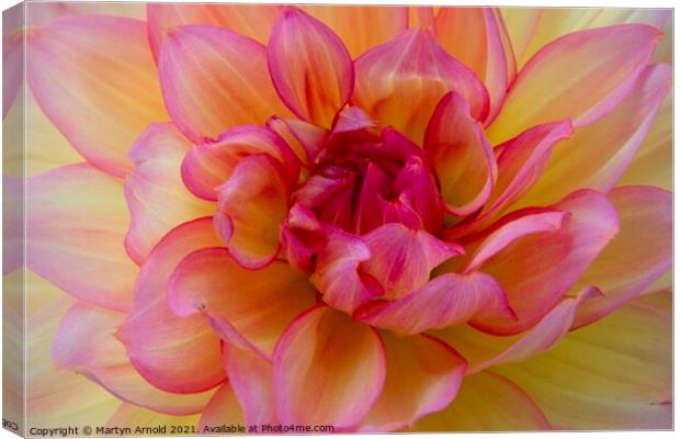 Dalia Flower Macro Closeup Canvas Print by Martyn Arnold