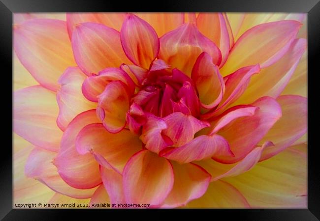 Dalia Flower Macro Closeup Framed Print by Martyn Arnold
