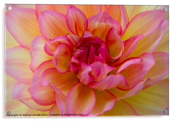 Dalia Flower Macro Closeup Acrylic by Martyn Arnold