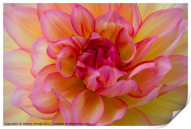 Dalia Flower Macro Closeup Print by Martyn Arnold