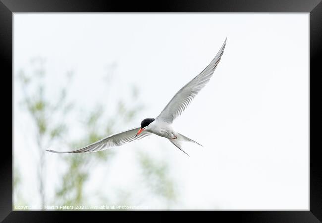 Majestic Turn Bird in Flight Framed Print by Martin Yiannoullou