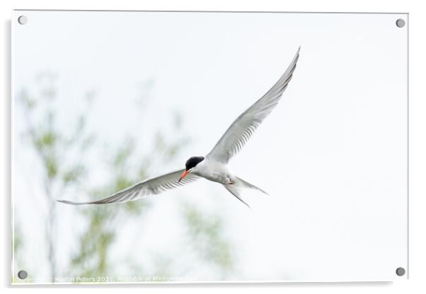 Majestic Turn Bird in Flight Acrylic by Martin Yiannoullou
