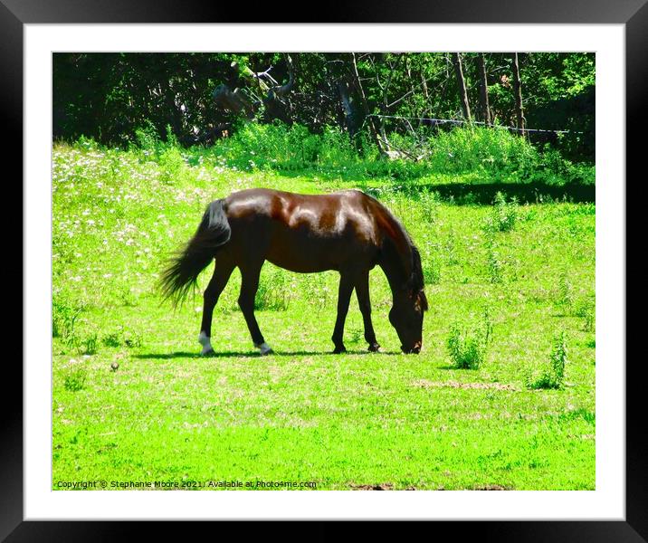 Horse in a field Framed Mounted Print by Stephanie Moore