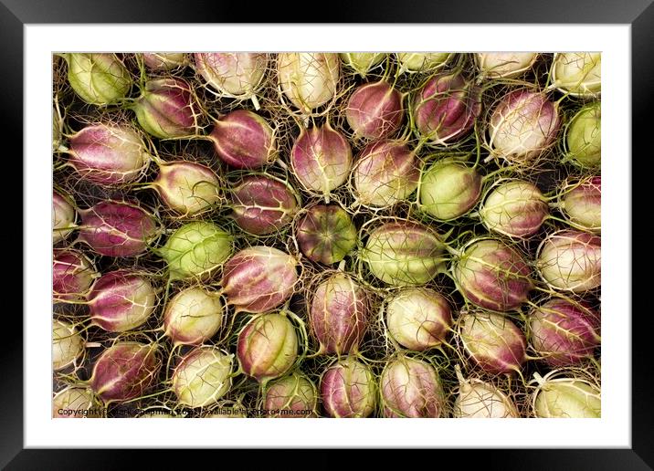 Love in a Mist seed pods Framed Mounted Print by Photimageon UK