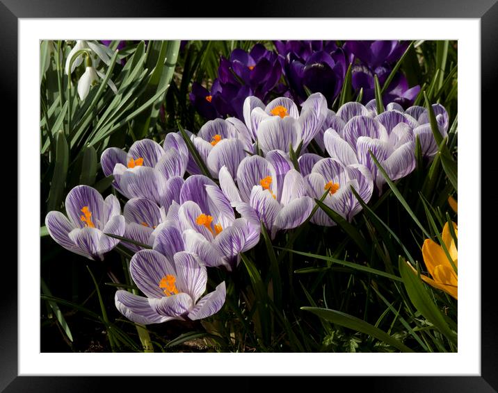 Crocus flowers in spring Framed Mounted Print by Photimageon UK