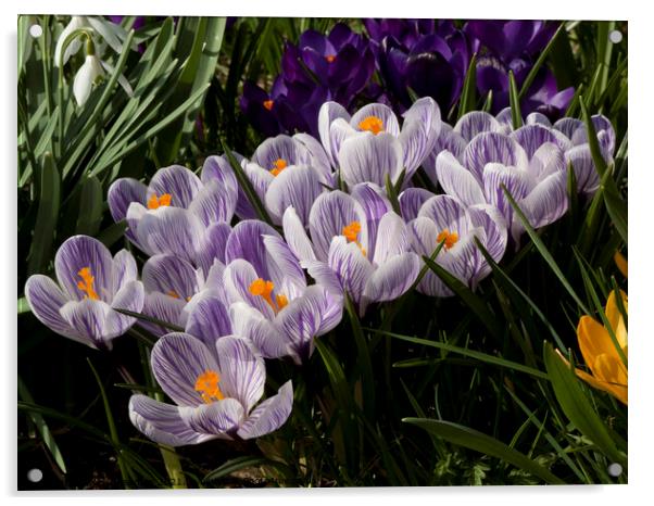Crocus flowers in spring Acrylic by Photimageon UK