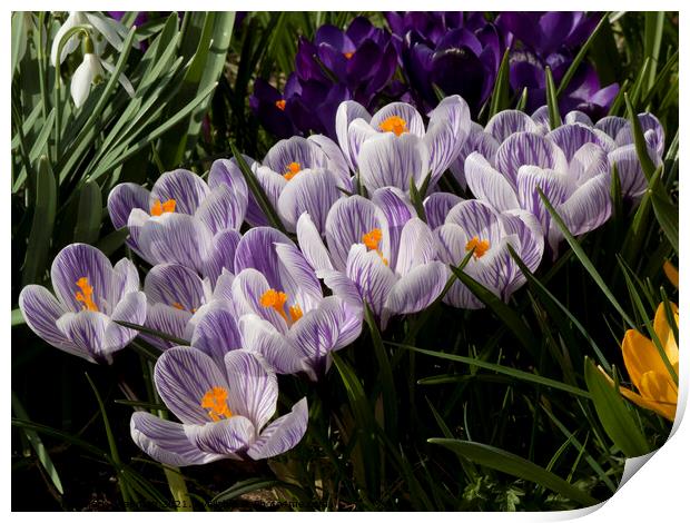 Crocus flowers in spring Print by Photimageon UK