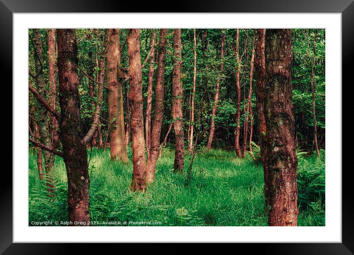 A first of trees Framed Mounted Print by Ralph Greig