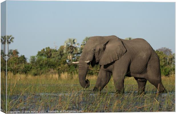 Elephant in the Okavango Delta Canvas Print by Dirk Rüter