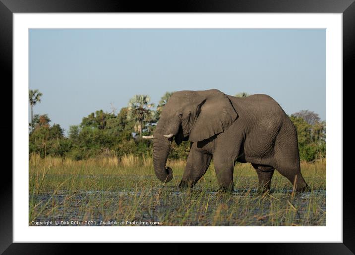 Elephant in the Okavango Delta Framed Mounted Print by Dirk Rüter