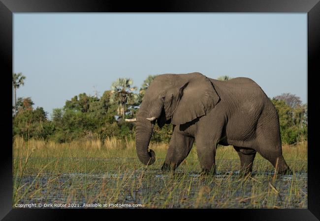 Elephant in the Okavango Delta Framed Print by Dirk Rüter