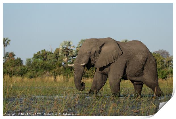 Elephant in the Okavango Delta Print by Dirk Rüter