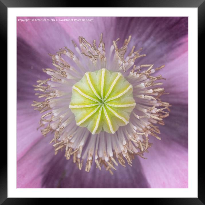 Floral Abstract. Framed Mounted Print by Peter Jones