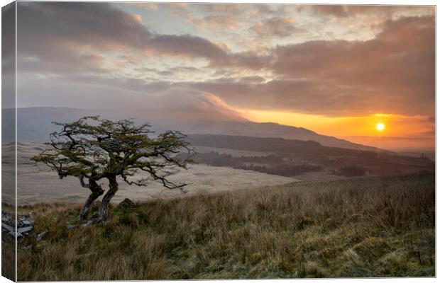Lonely tree in Cwm Edno Canvas Print by Rory Trappe