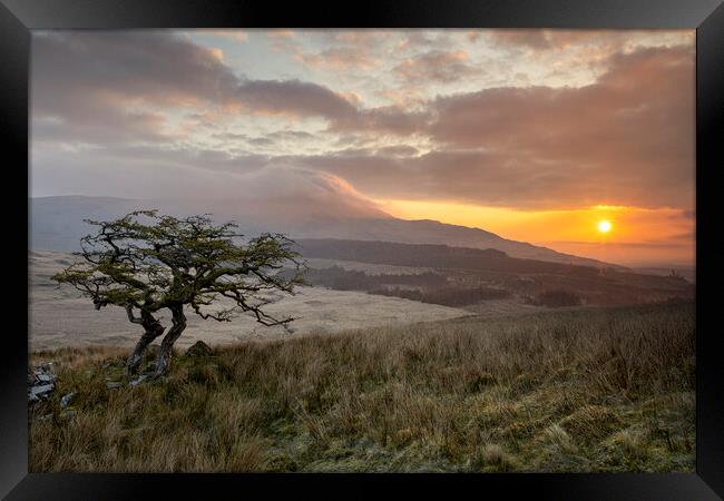 Lonely tree in Cwm Edno Framed Print by Rory Trappe