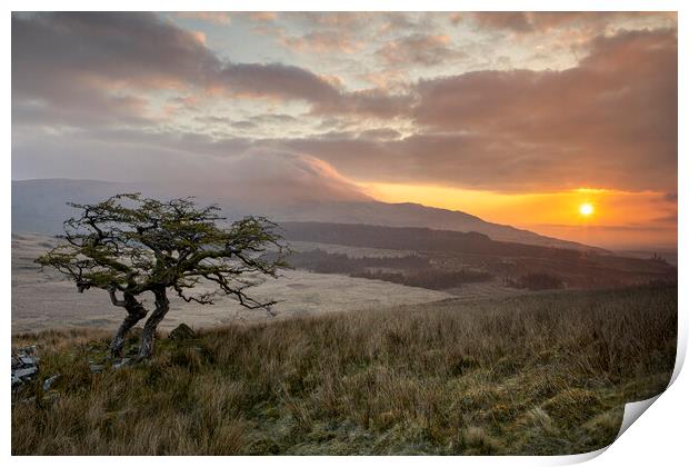 Lonely tree in Cwm Edno Print by Rory Trappe