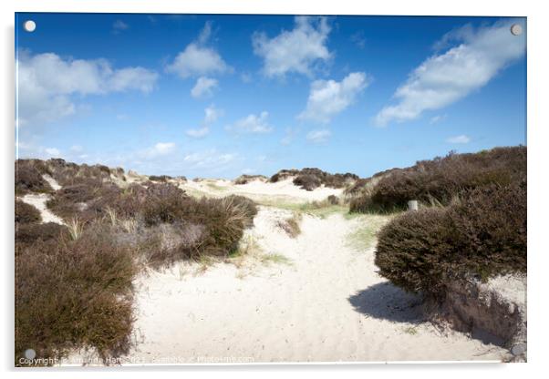 Sand dune in summer Acrylic by Amanda Hart