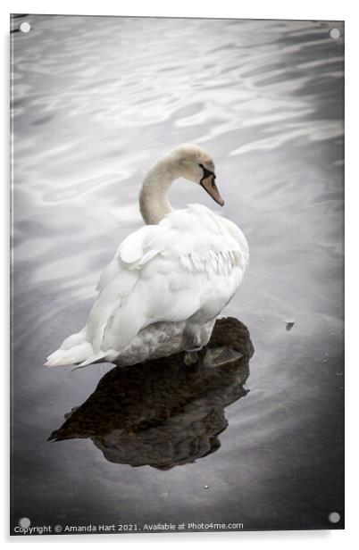 Swan at the edge of a Lake Acrylic by Amanda Hart