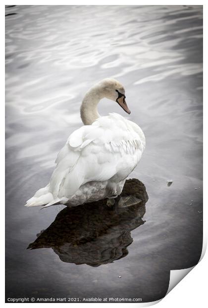 Swan at the edge of a Lake Print by Amanda Hart